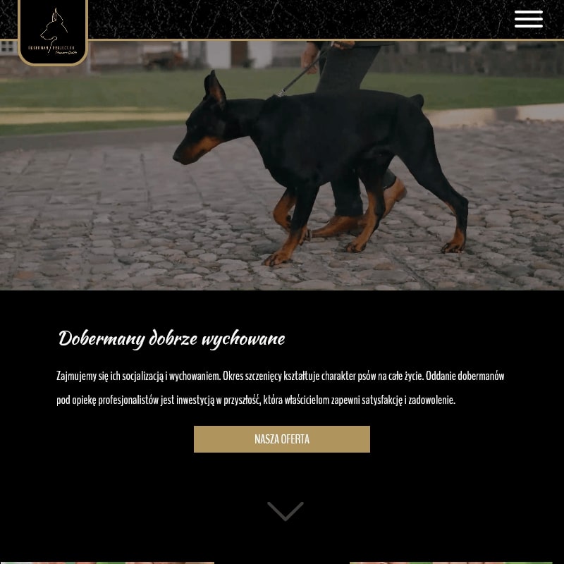 Hodowla doberman polska