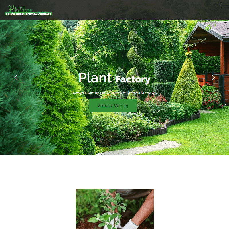 Jodła kaukaska sadzonki